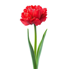 Single vibrant red tulip against black background