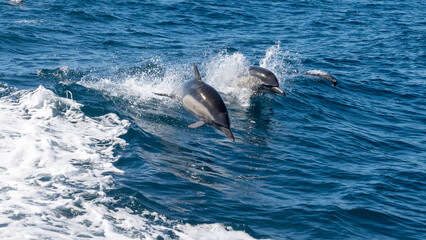 dolphin in ocean © Yu Xuan