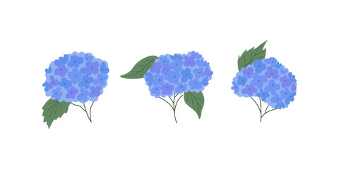 Set of hydrangea flowers branches and leaves. Botanical vector flat illustration
