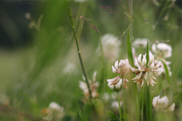 White clover flowers on a green meadow. Natural summer background