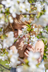 Fototapeta premium Child in a garden of flowering trees. Selective focus.