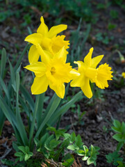 Yellow daffodils blooming in sunlight