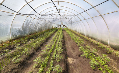 Organic vegetables grown in a foil tunnel.