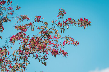 Bright blossoms adorn a clear blue sky in springtime, creating a vibrant contrast in nature’s artwork, inviting admiration