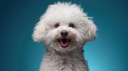 Close-up shot of a fluffy Bichon Frise dog exhibiting a joyful demeanor with soft, curly fur, perfectly capturing the essence of cuteness for pet enthusiasts