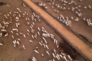 Aerial drone view of cattle farm in Amazon rainforest region, Para, Brazil. Concept of agriculture, environment, ecology, economy, exportation and meat production, co2, global warming, climate change	