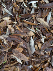 Top-down view of dry, fallen leaves in various shades of brown, beige, and grey, creating a textured natural surface.