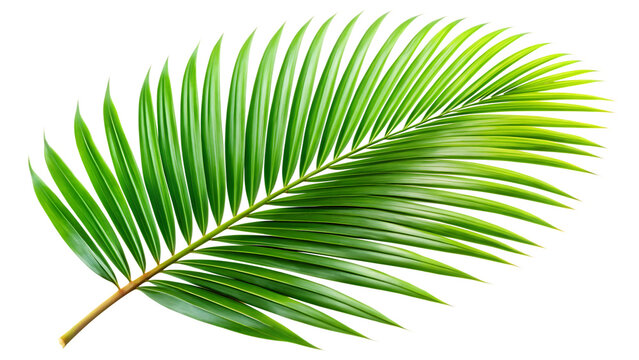 Tropical lush green leaf of palm tree transparent pn isolated on white background PNG
