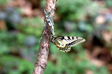A vibrant swallowtail butterfly, likely a Papilio machaon, rests on a twig against a blurred...