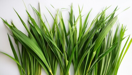 Obraz premium fresh green grass blades arranged artistically on a white background ideal for nature themed designs