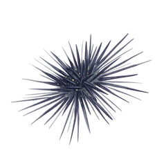 Black sea urchin Mesocentrotus nudus. Echinoidea. spiny ball. Marine animal. Exotic food. Lives underwater. Watercolor illustration without background. Hand drawing.