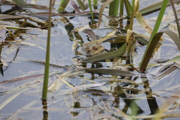 Toads in the breeding season in a pond