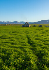 rice field in spring