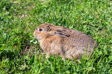 the rabbit in the grass