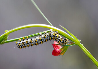 caterpillar on a branch
