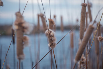 flowering cattail in a swamp full frame
