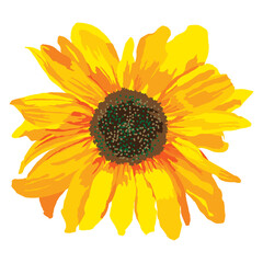 vector illustration of yellow sunflower