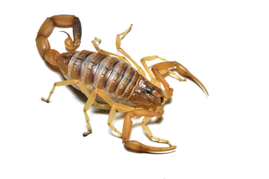 Closeup of the Saharan yellow Deathstalker scorpion Leiurus quinquestriatus from Egypt, photographed on white background