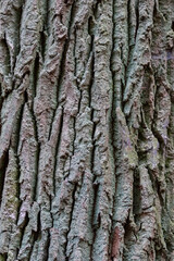 Detailed Texture of Mature Oak Bark – Natural Patterns in Wood
