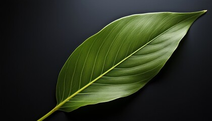Obraz premium a single green leaf delicately placed on a dark background emphasizing contrast and simplicity highlighting the beauty of nature in a minimalist composition