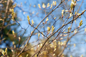 Spring park branches with budding leaves and tiny new foliage, capturing nature's vibrant renewal in delicate detail