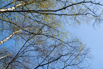 Spring birch trees against a bright blue sky, captured from a low angle showcasing their fresh leaves and towering beauty