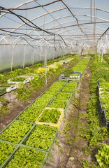 Organic vegetables grown in a foil tunnel.
