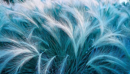Obraz premium blue white background of ornamental grass festuca glauca