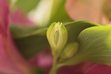 Close-up Selective soft focus flower bud. Macro smoke Natural blur green, pink, red abstract...