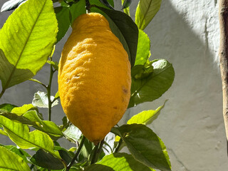 lemon on tree