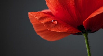 A close-up of a vibrant red poppy with a water droplet on its petal, set against a dark background