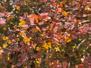 Bunch of yellow, orange, red flowers of Japanese barberry (Berberis thunbergia, Thunberg's or red barberry) framed by purple leaves and blurry flowers in springtime. Ornamental plant is used in hedge.