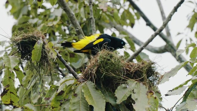 Yellow-Rumped Cacique Perched on Nest - Amazonas, Colombia