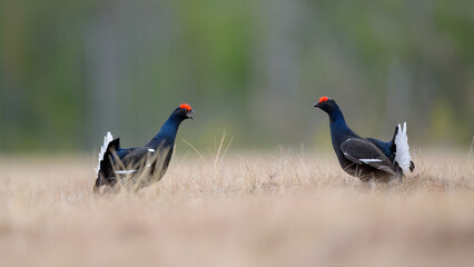 Black grouse (Lyrurus tetrix) at lek