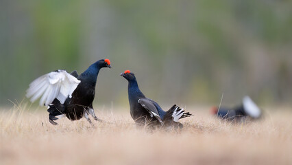 Black grouse (Lyrurus tetrix) at lek