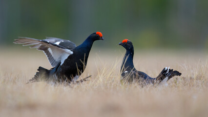 Black grouse (Lyrurus tetrix) at lek