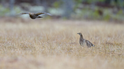 Female black grouse (Lyrurus tetrix) at lek