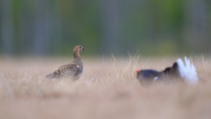 Female black grouse (Lyrurus tetrix) at lek