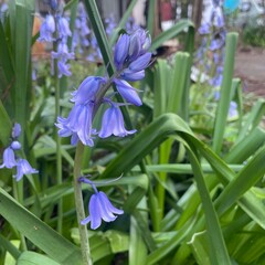 Blooming bells of a delicate blue hue against the background of lush green foliage. Spring flowers close-up. Beauty and freshness of nature.