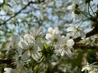 apple tree flowers