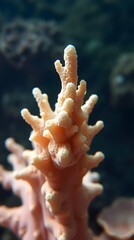 Detailed close-up of a pale pink branching coral, its textured surface and finger-like projections sharply in focus against a blurred blue-green background.