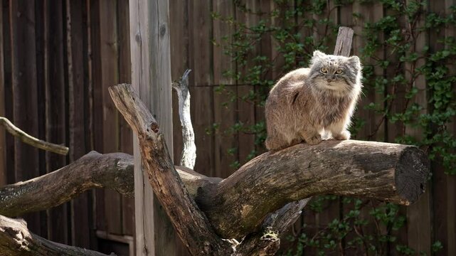Fluffy wildcat manul perched on a branch in a natural habitat during daylight hours