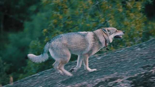 perro lobo checoslovaco corriendo