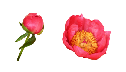 Set of beautiful coral peony flower and bud isolated on white or transparent background
