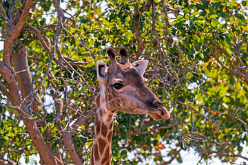 Close up of a giraffe head