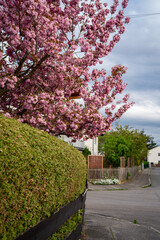 Sakura Tree In Full Bloom Above Green Hedge Along Quiet Residential Street In Springtime In...