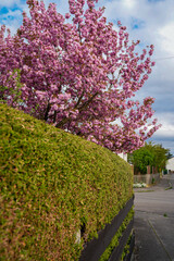 Sakura Tree In Full Bloom Above Green Hedge Along Quiet Residential Street In Springtime In...
