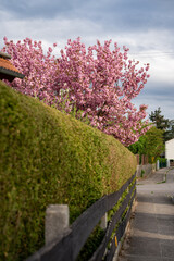 Sakura Tree In Full Bloom Above Green Hedge Along Quiet Residential Street In Springtime In...