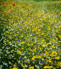 Colourful mix of wild flowers in wild flower meadow, English countryside