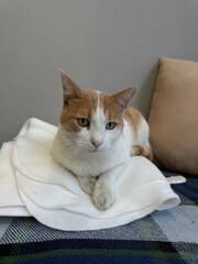 A white and orange cat lies on folded white fabric placed on a plaid blanket, next to a beige pillow, against a plain wall background.